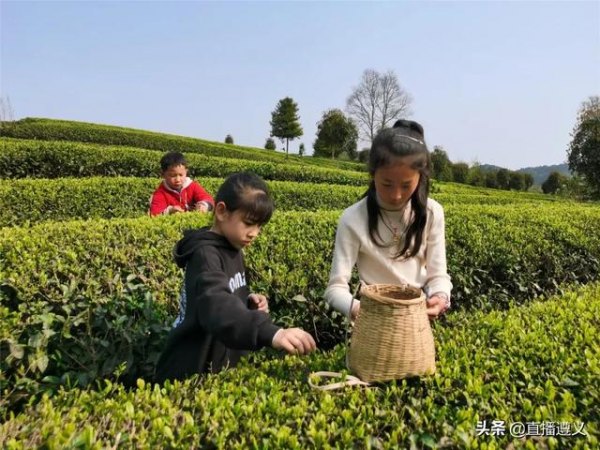 凤冈锌硒茶价格表(锌硒茶多少钱一斤)-硒宝网