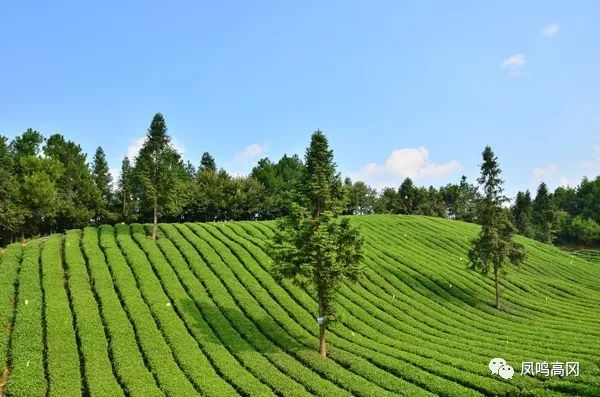 凤冈锌硒茶的功效与作用