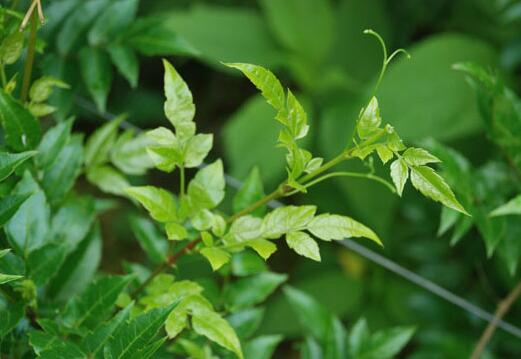 藤茶的功效与作用_藤茶的营养价值_藤茶的选购