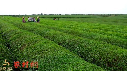 安康紫阳富硒茶