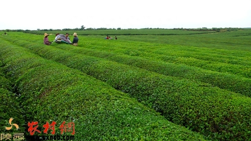 安康紫阳富硒茶