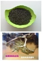 藤茶
