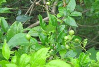 藤茶