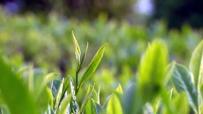 凤冈锌硒红茶