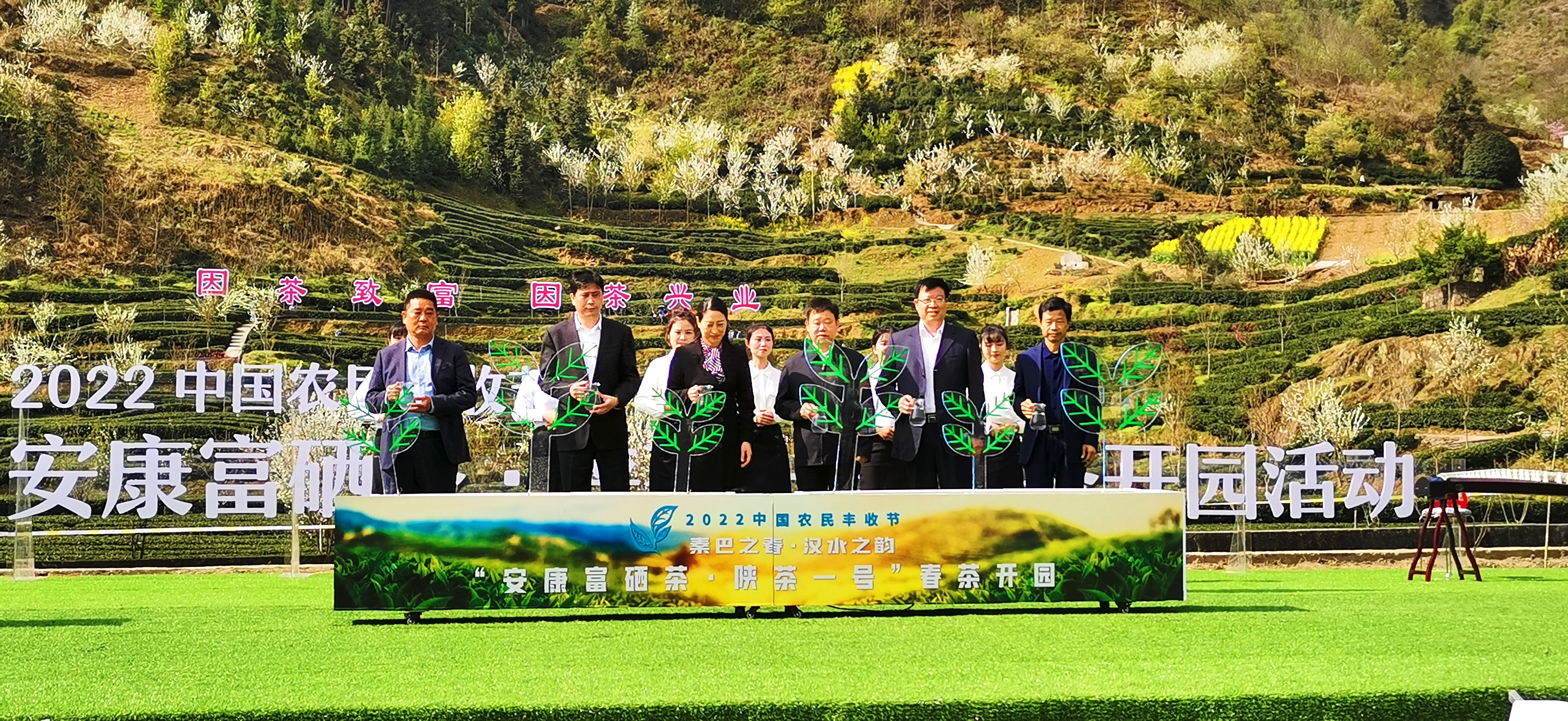 安康富硒茶陕茶一号