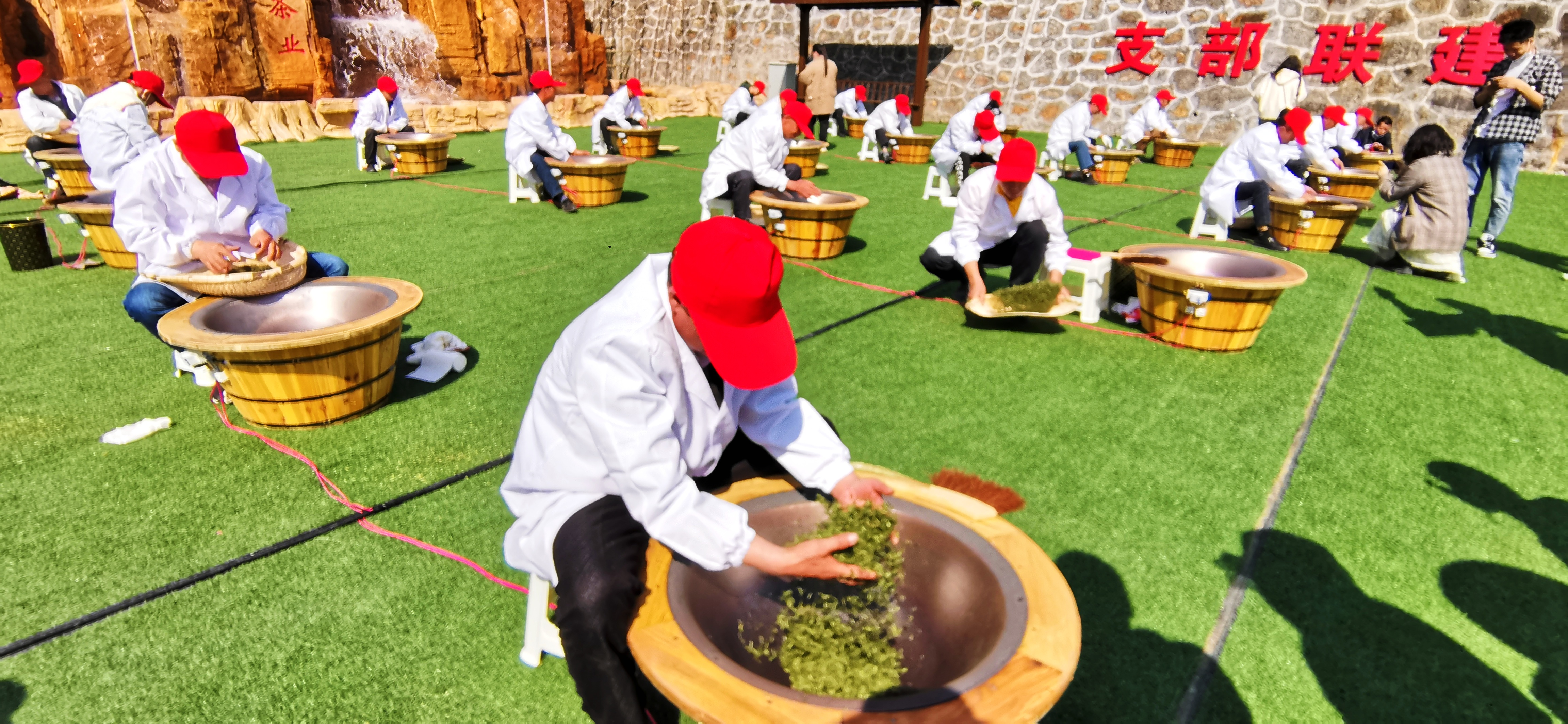 安康富硒茶陕茶一号