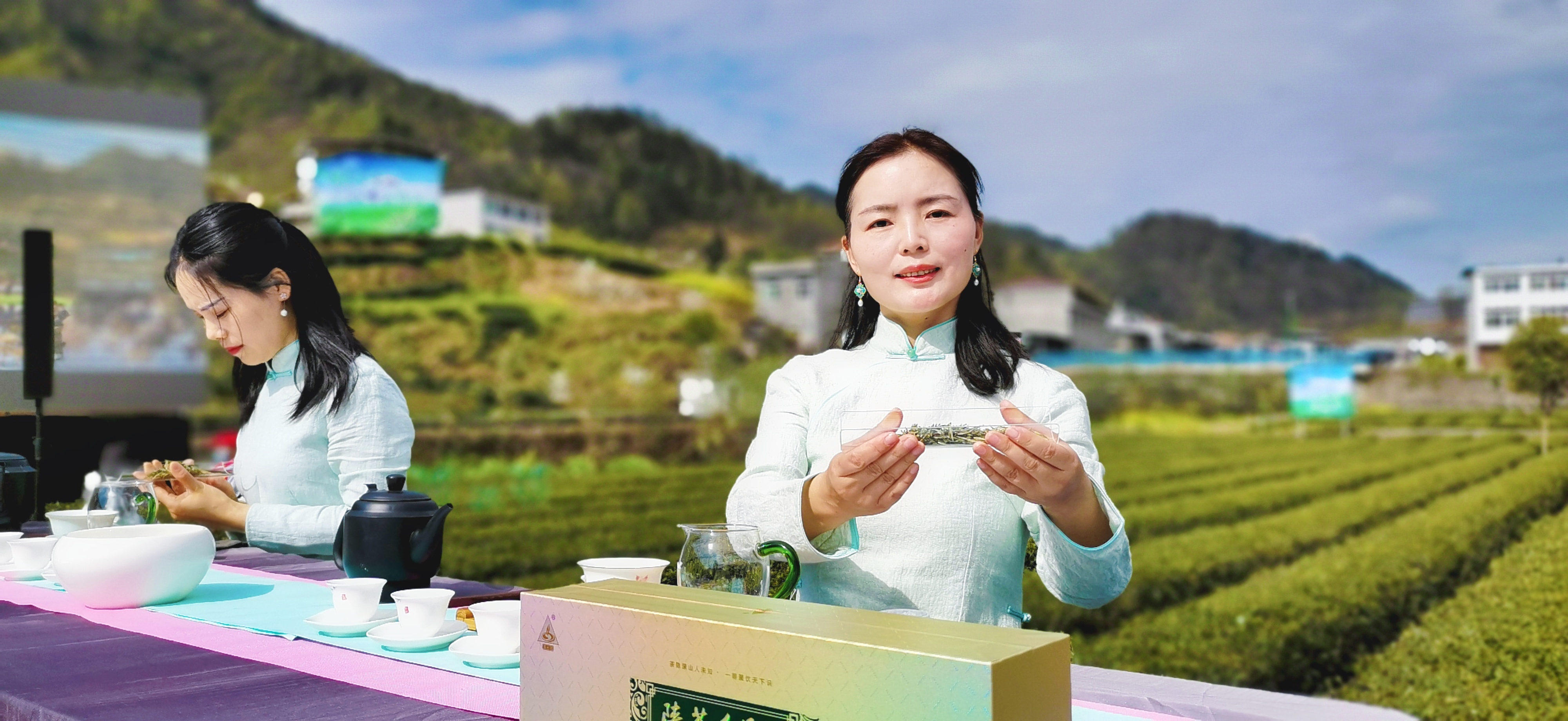 安康富硒茶陕茶一号