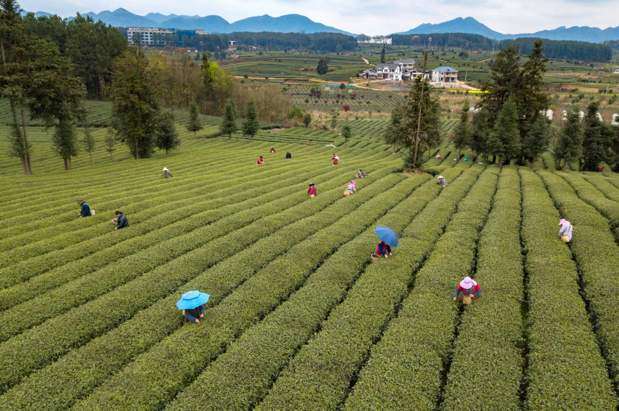 凤冈锌硒红茶