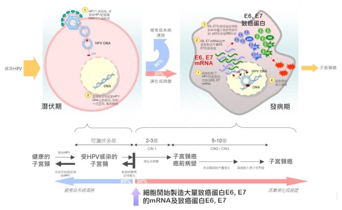 hpv可以补硒吗
