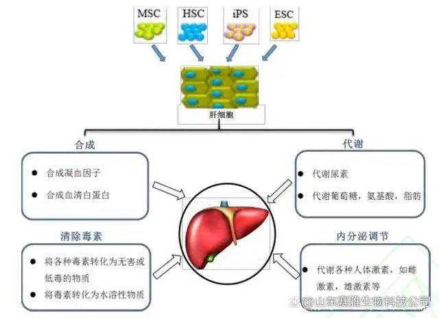 补硒对皮肤病有什么好处呢?