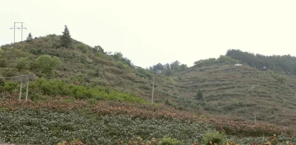 富硒农产品标准