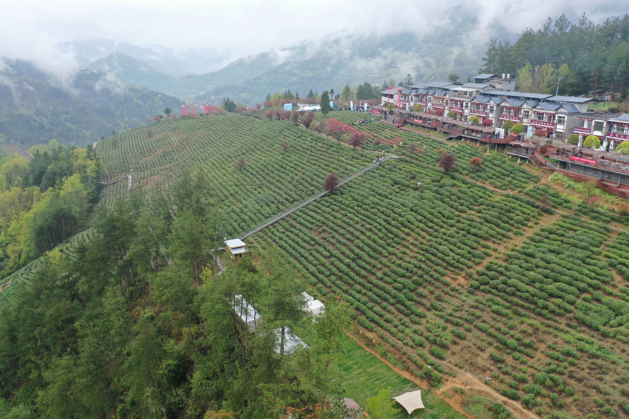 紫阳县富硒茶