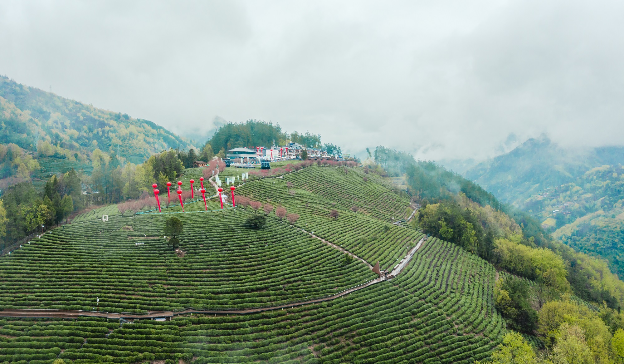 紫阳县富硒茶