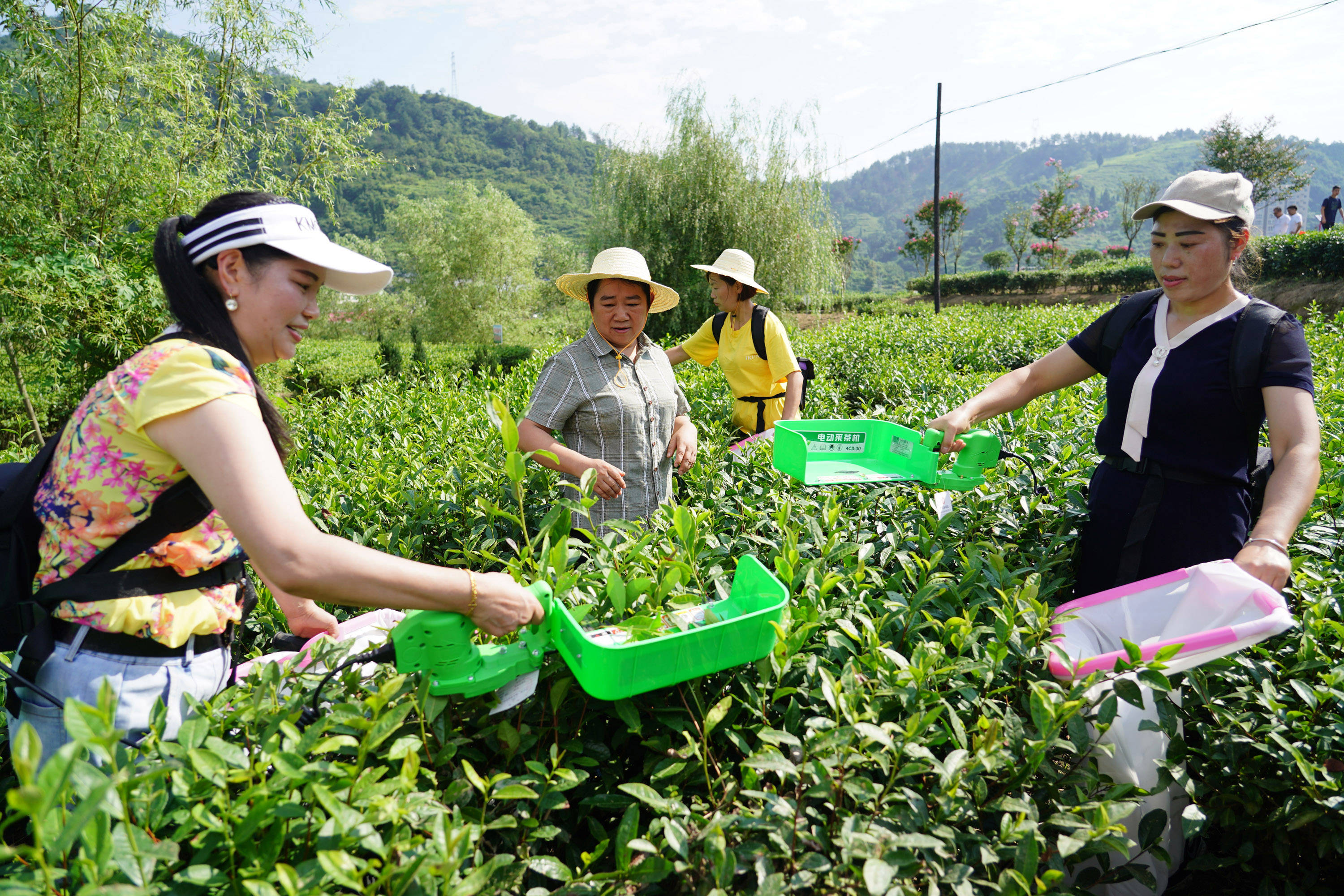 紫阳县富硒茶