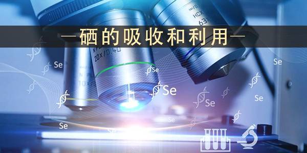 补硒片有用吗