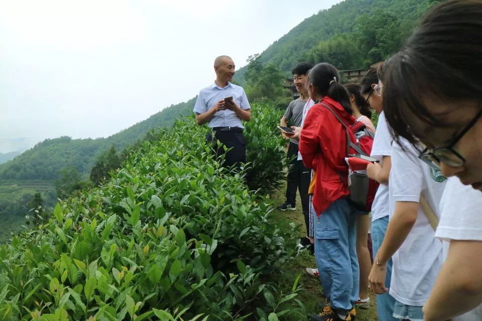 陕西富硒茶产地