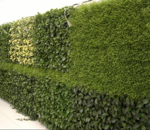 如何种植富硒的农作物