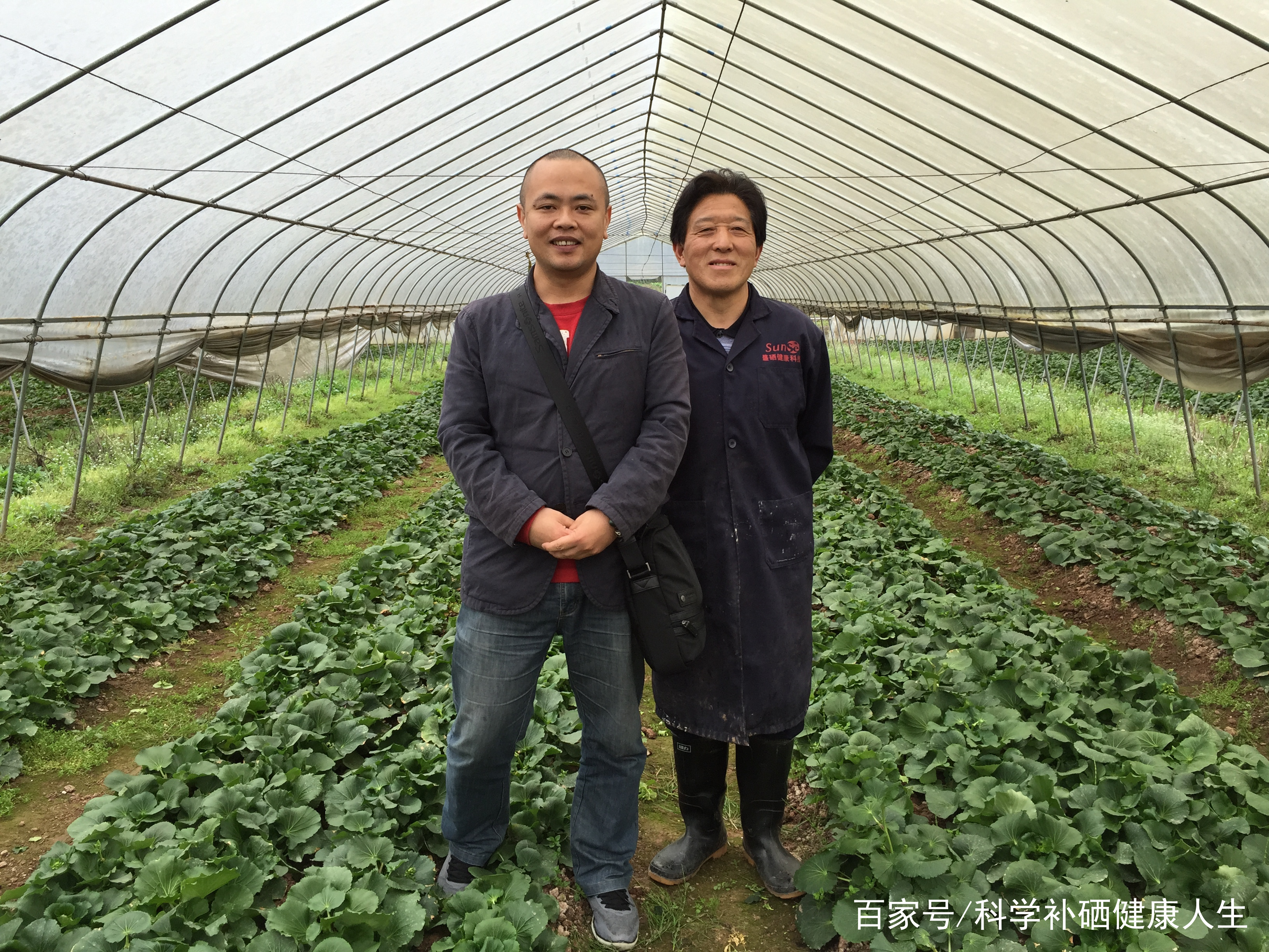 恩施硒的介绍