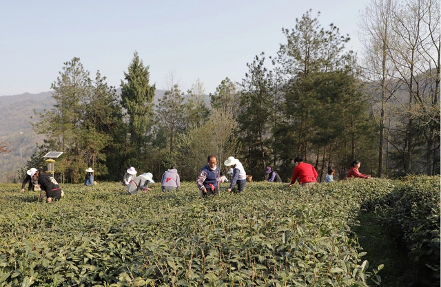 紫阳天然富硒茶