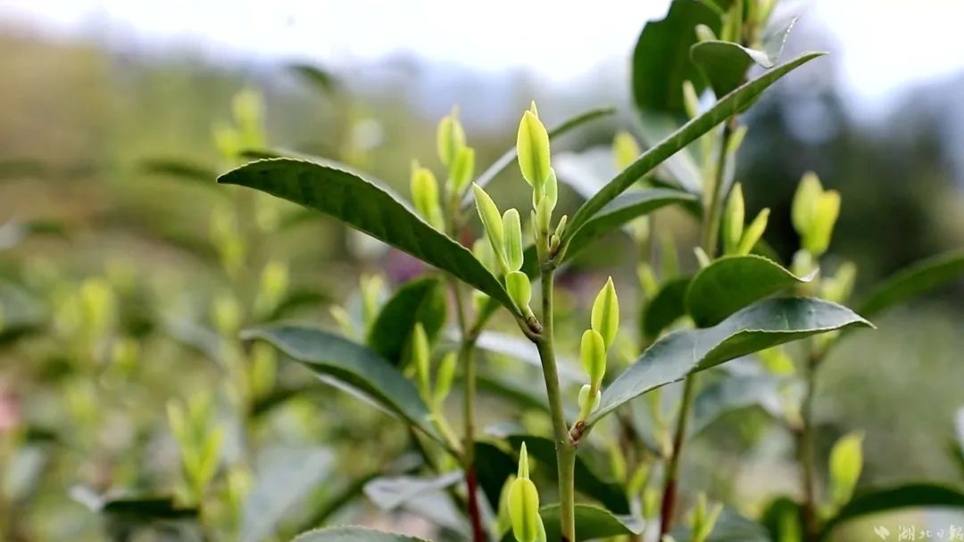 湖北恩施富硒茶多少钱一斤