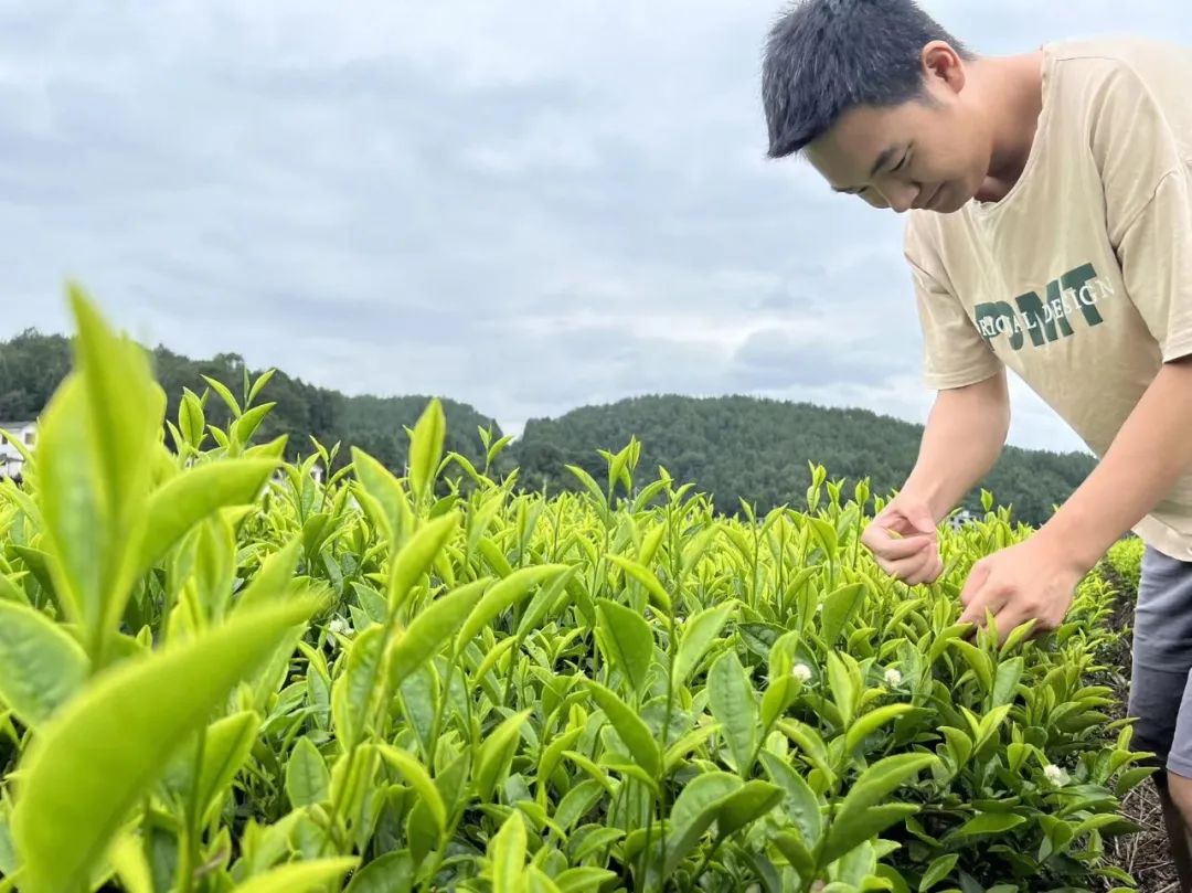 恩施富硒茶那个品牌好