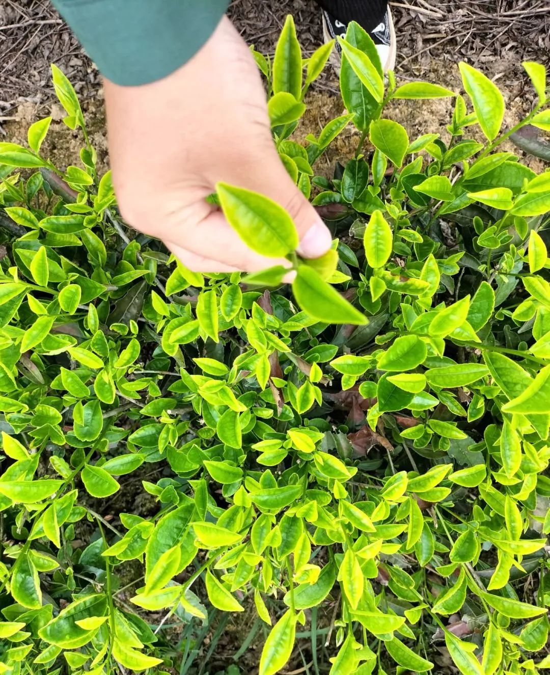 恩施富硒茶那个品牌好