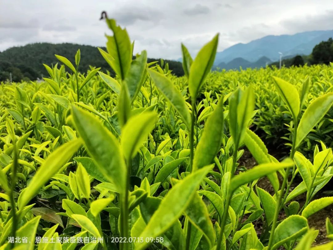 恩施富硒茶那个品牌好