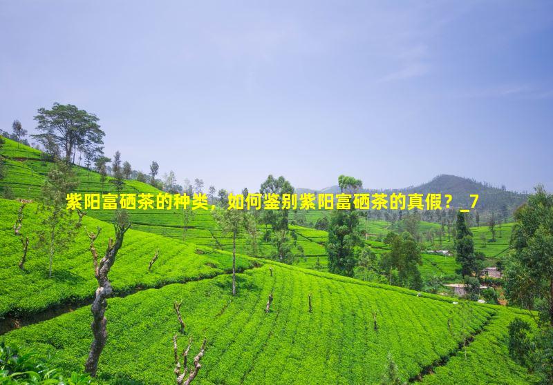 盘龙仙茗 紫阳富硒茶