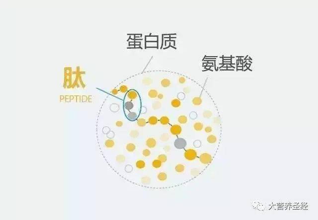 什么食物补充硒
