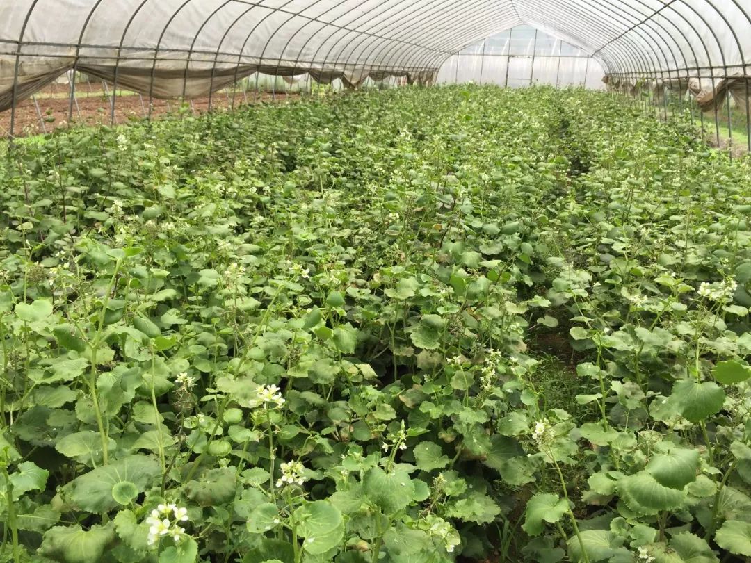 富硒植物蛋白片的功效