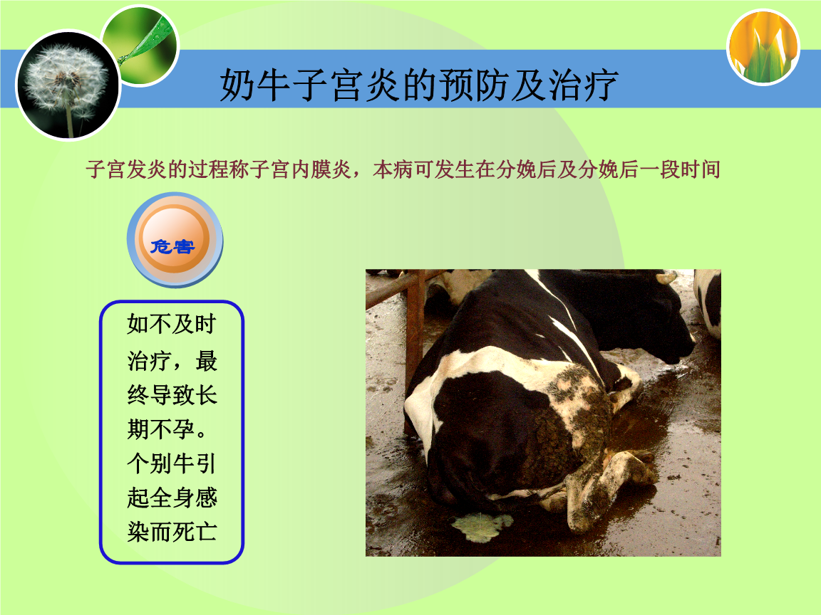 怀孕母牛可以补硒吗吗