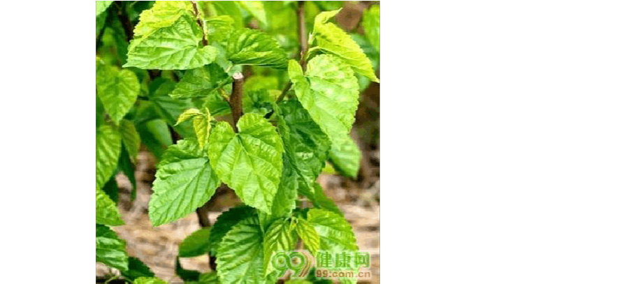 服用糖尿病药能补硒吗