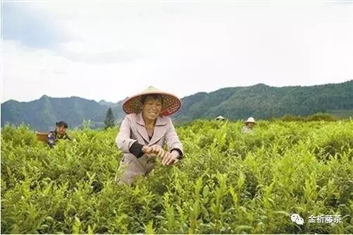 藤茶能降三高吗?(血糖、血脂、血压高喝什么茶)-硒宝网