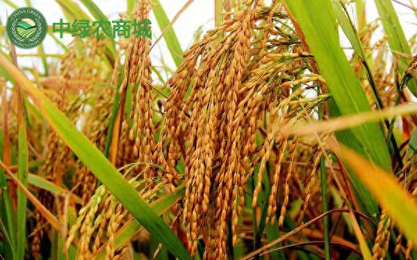 补硒的十大好处是什么