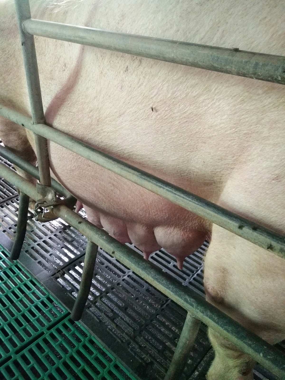 母猪补硒仔猪还用补吗