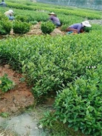 开阳富硒白茶怎么样