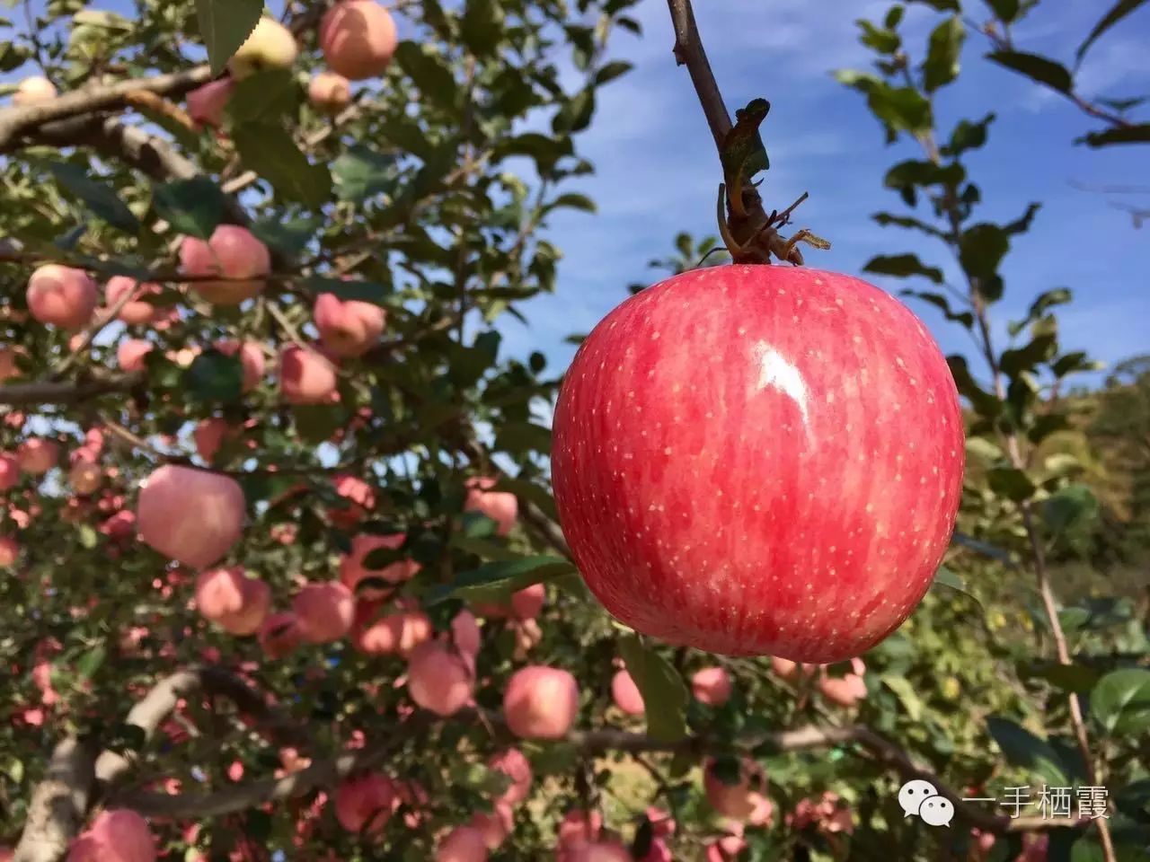 减肥补硒好还是补钠好