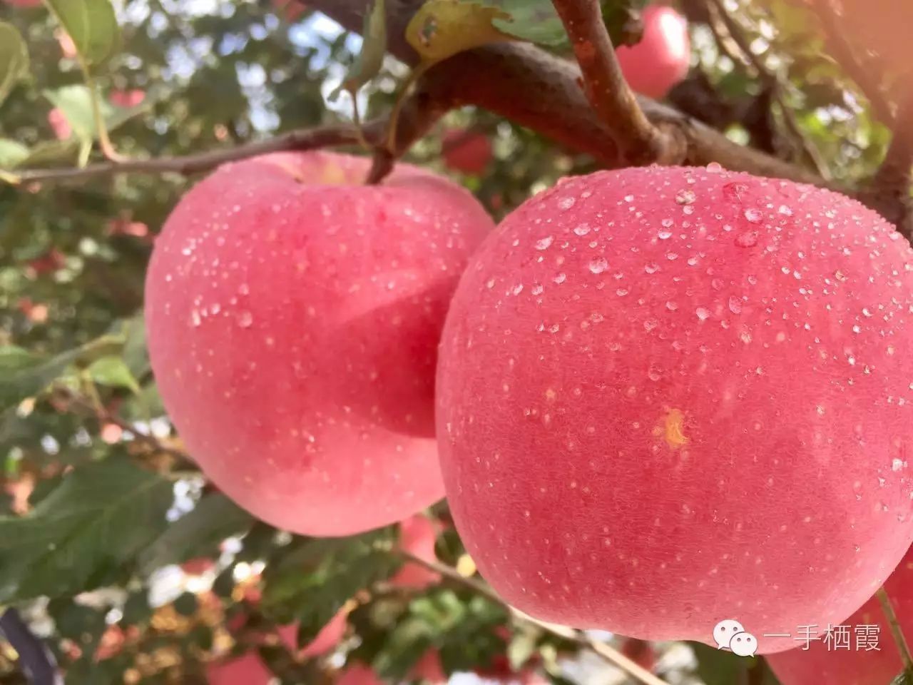 减肥补硒好还是补钠好