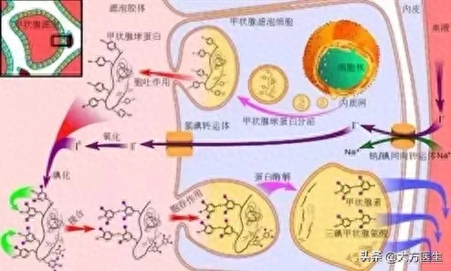甲亢每天补硒多少毫克