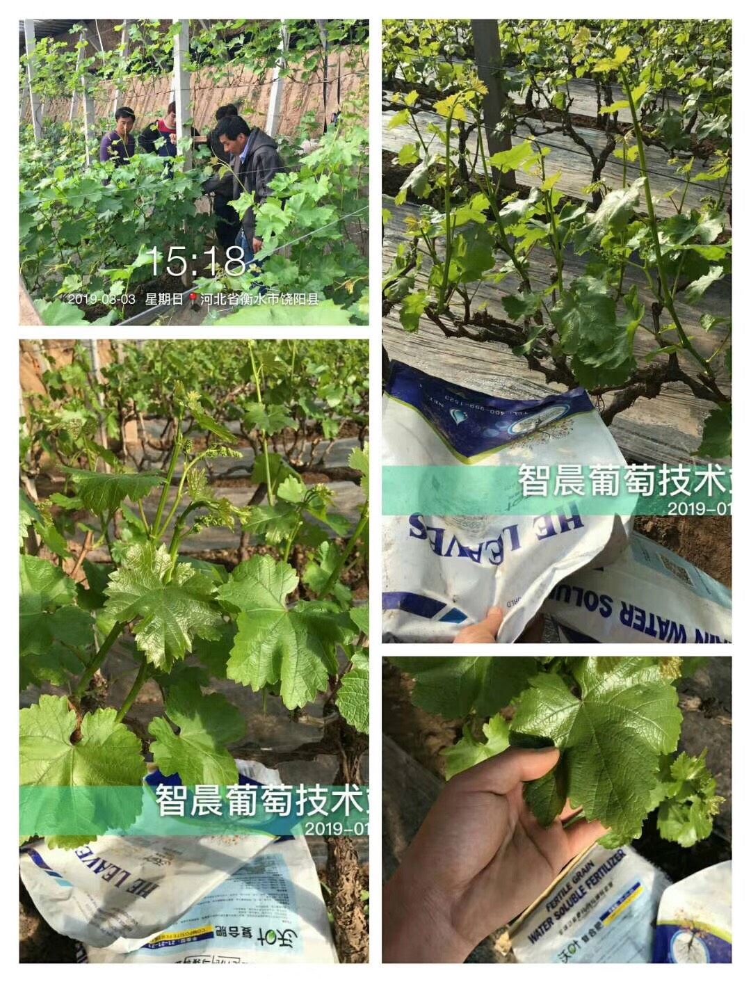 葡萄怎样补硒元素高些