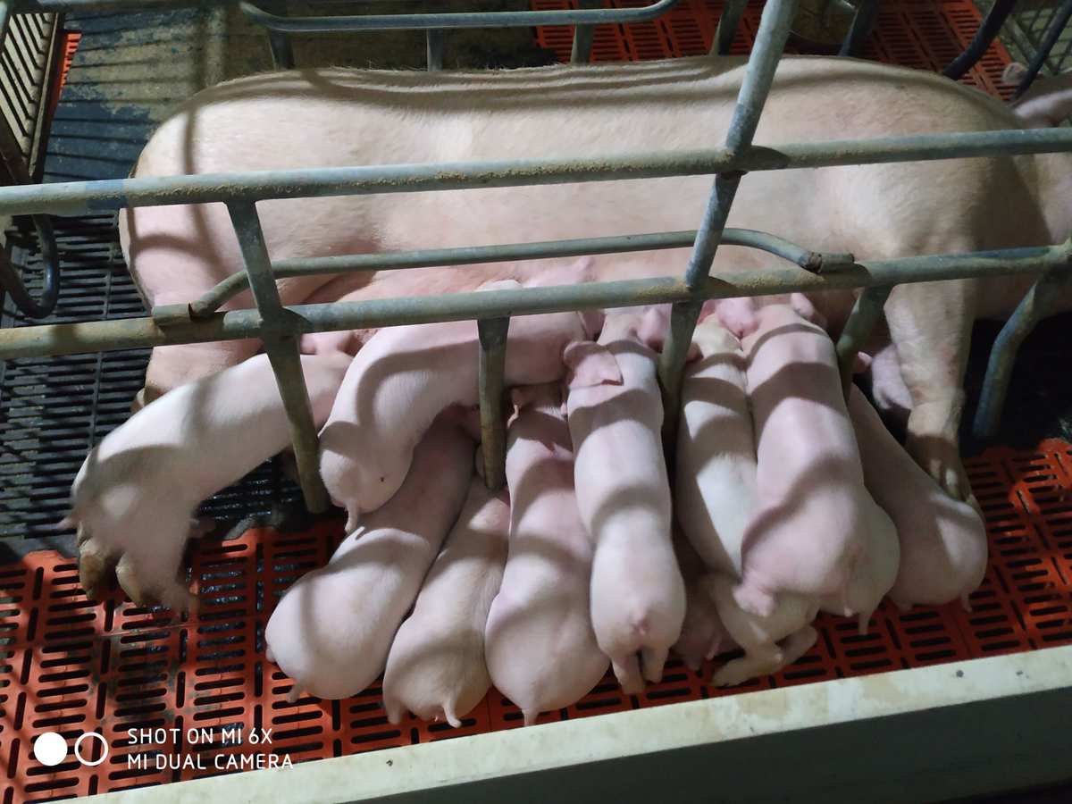 仔猪补硒过量怎么补救