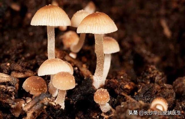 母牛补硒元素含量标准