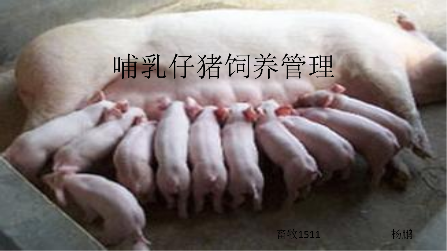 仔猪补硒注射部位位图