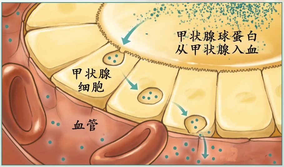 甲状腺结节是否要补硒