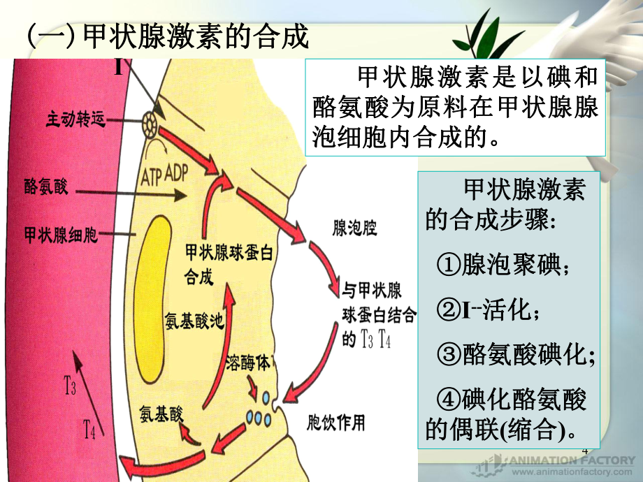 桥本患者怎么补硒食物