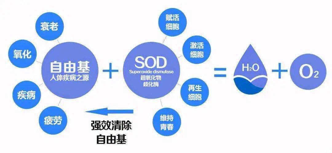 补硒能促进营养吸收吗