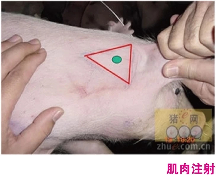 七天仔猪补硒是补的啥