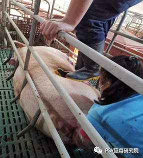 仔猪补硒打在脖子上吗