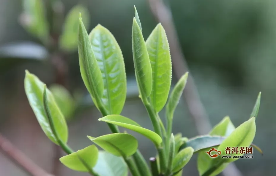 早上空腹可以喝绿茶吗？简述喝绿茶的5大禁忌