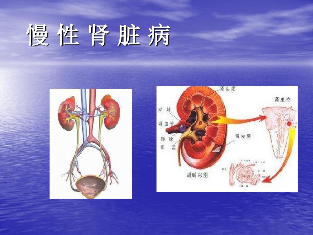 补硒会加重肾脏负担吗